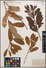 Foto von Salix cinerea L.